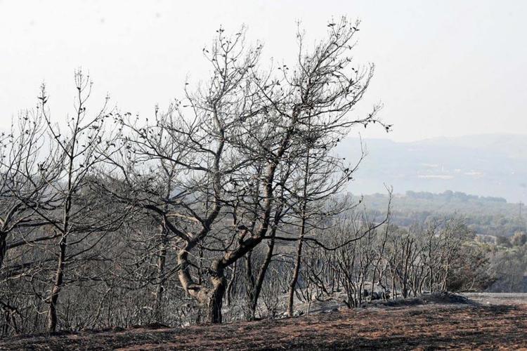 Çanakkalede orman yangıyla mücadele sürüyor Bakan Yumaklı son durumu açıkladı