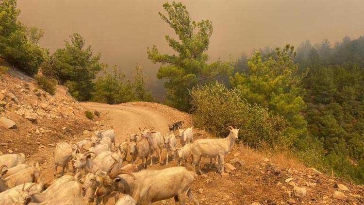 Çanakkale yangın haritası (NASA) Çanakkale orman yangını son dakika: Çanakkale’de orman yangını nerede Çanakkalede yangın nerede çıktı