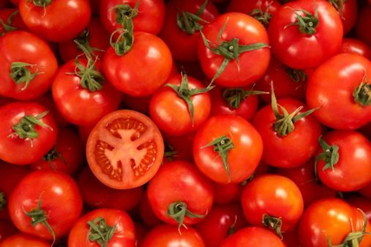 Kışlık domateste seferberlik başladı, bütçeye büyük fayda sağlıyor