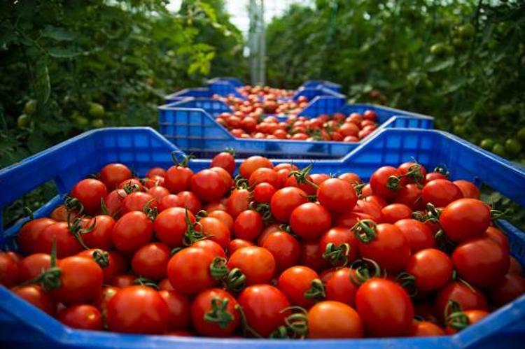 Kışlık domateste seferberlik başladı, bütçeye büyük fayda sağlıyor