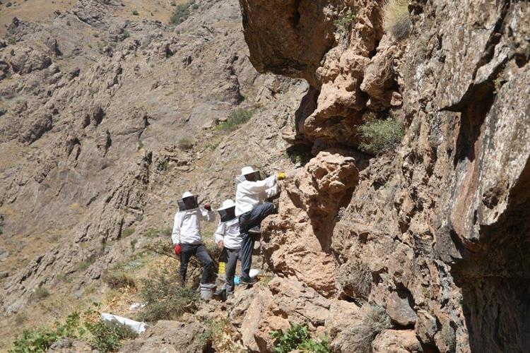 Hakkaride Cilo Dağının 3 bin rakımında çıkarıyor kilosunu 2 bin 500 TL’den satıyor