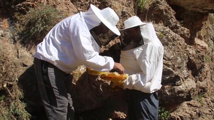Hakkaride Cilo Dağının 3 bin rakımında çıkarıyor kilosunu 2 bin 500 TL’den satıyor