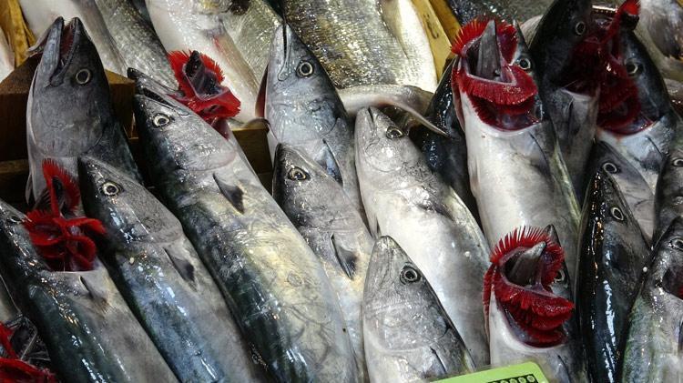 Sezonun ilk palamutları tezgahta Fiyatıyla yüzleri güldürdü