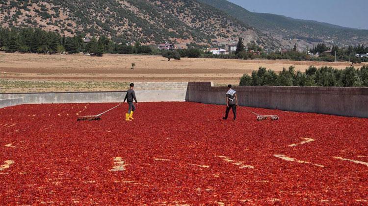 ‘Kırmızı altın’ 5 bin tarım işçisinin geçim kaynağı oldu