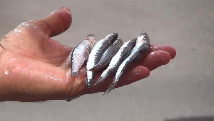 Balık fiyatları el yakıyor Hamsi, palamut, istavrit... Kilosu 150 liradan başlıyor