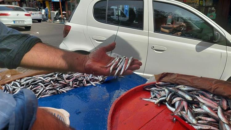 Balık fiyatları el yakıyor Hamsi, palamut, istavrit... Kilosu 150 liradan başlıyor