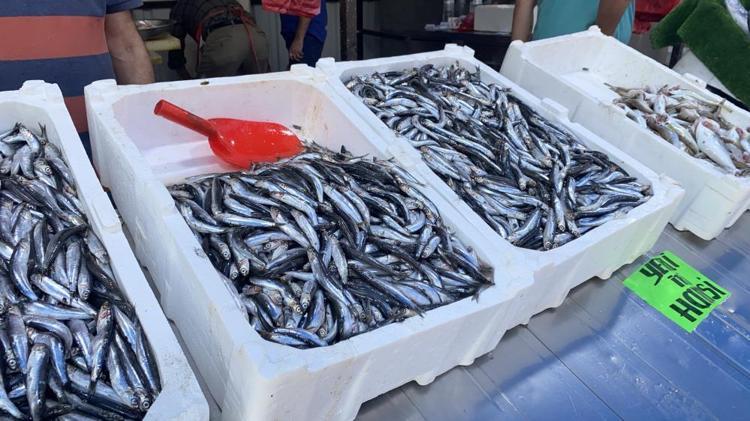 Balık fiyatları el yakıyor Hamsi, palamut, istavrit... Kilosu 150 liradan başlıyor