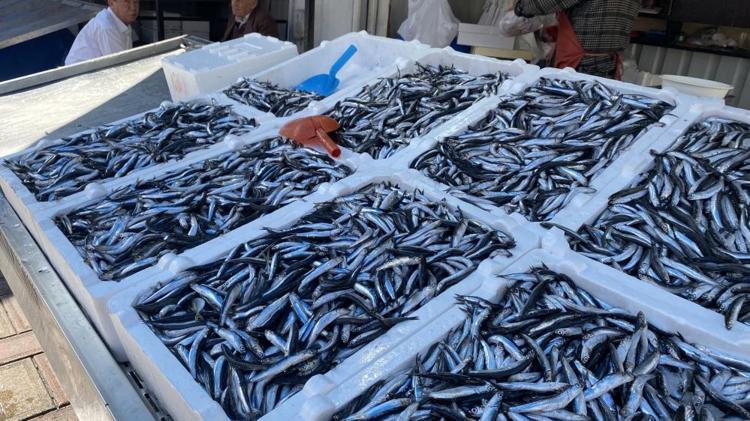 Balık fiyatları el yakıyor Hamsi, palamut, istavrit... Kilosu 150 liradan başlıyor