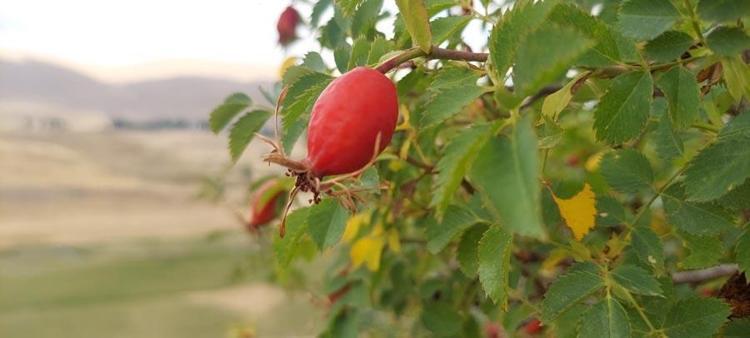 Doğal şifa kaynağı ve deposu kuşburnu enfeksiyonlara ve soğuk algınlığına karşı vücudu güçlendiriyor
