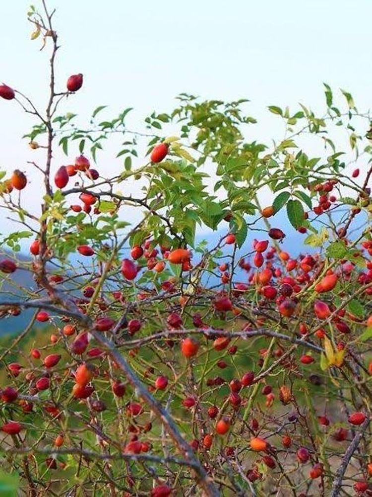 Doğal şifa kaynağı ve deposu kuşburnu enfeksiyonlara ve soğuk algınlığına karşı vücudu güçlendiriyor