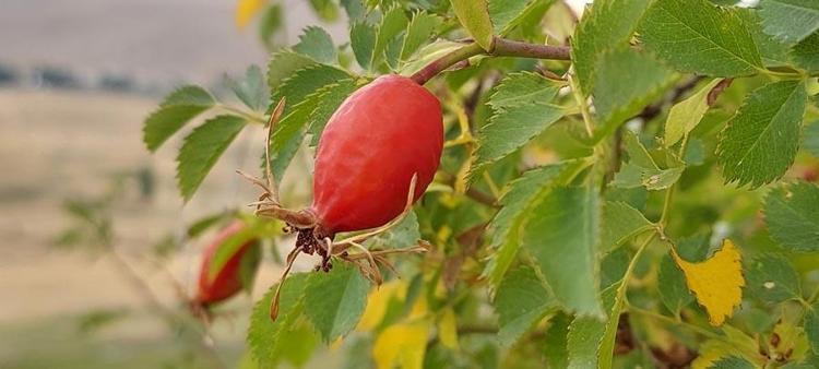 Doğal şifa kaynağı ve deposu kuşburnu enfeksiyonlara ve soğuk algınlığına karşı vücudu güçlendiriyor