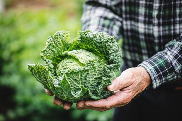 Alzheimerın Japonyada az görülmesinin nedeni bu besin Sofralarından eksik etmiyorlar, demans gelişim riskini azaltıyor