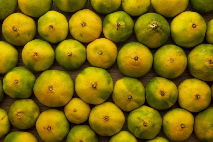 Vitaminler Açısından Zengindir