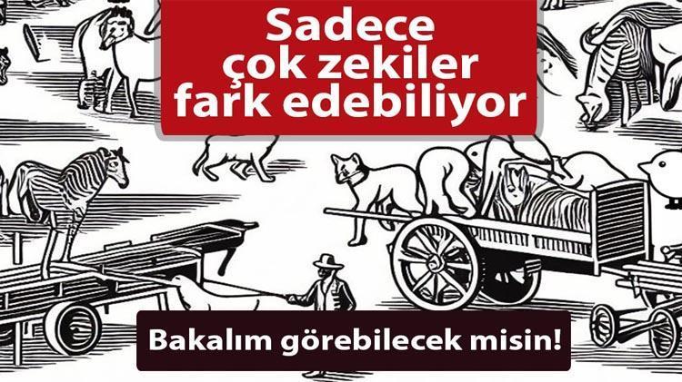 Dünyaca ünlü civciv testi Siz kaç saniyede görebileceksiniz