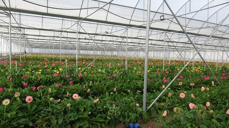Rengarenk görüntüleri ve mis kokularıyla ayda 15 milyon kazandırıyor