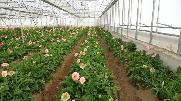 Rengarenk görüntüleri ve mis kokularıyla ayda 15 milyon kazandırıyor