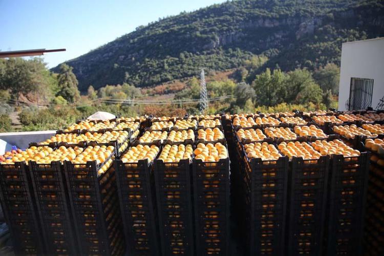 Trabzon hurması çiftçinin yüzünü güldürüyor Her ağaç 1500 lira kazandırıyor