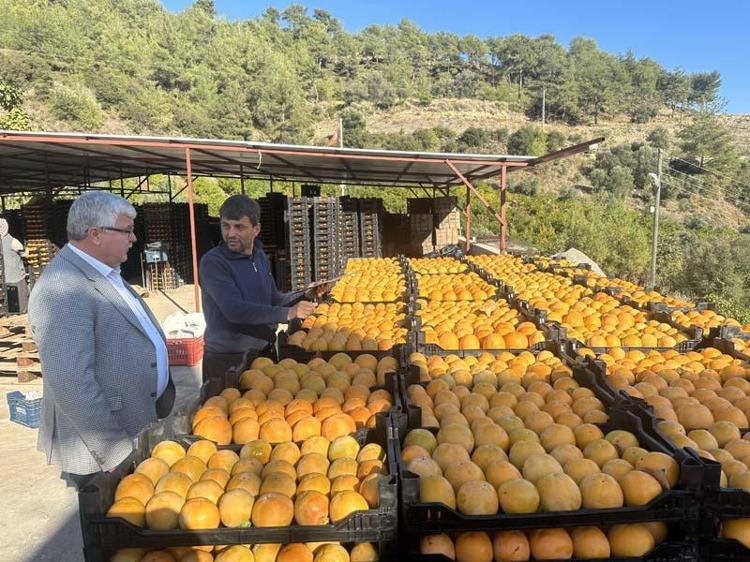 Trabzon hurması çiftçinin yüzünü güldürüyor Her ağaç 1500 lira kazandırıyor