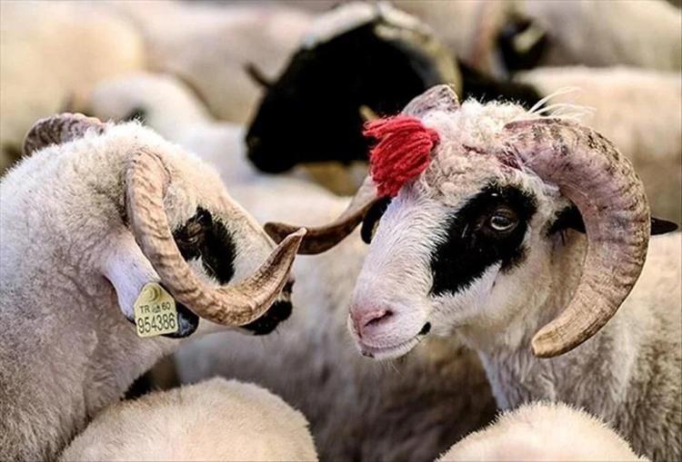 Kurban bayramına kaç gün var 2024 Kurban tatili kaç gün Diyanet Kurban bayramı tarihleri