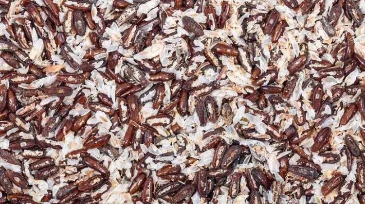 Japonları zayıflatan bitki Türkiyeden çıktı Her öğün tüketilebiliyor, iğne ipliğe döndürüyor