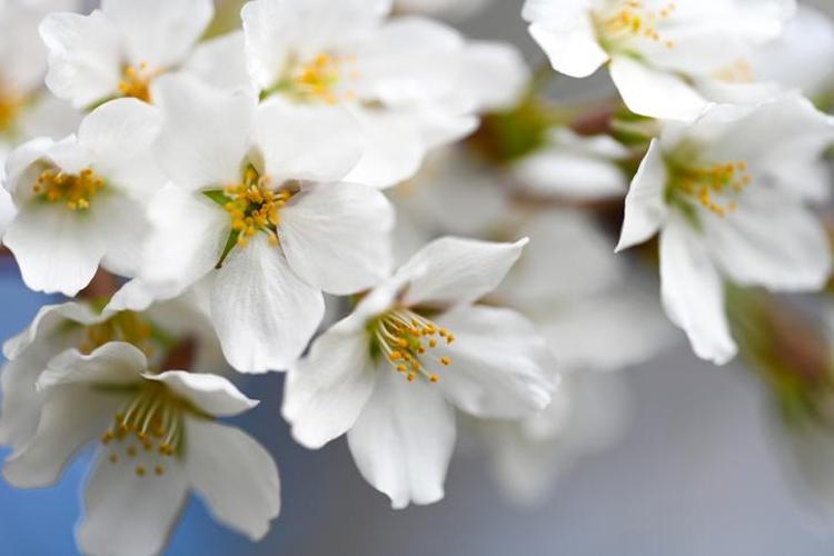 Nevruz geleneği nereden gelir