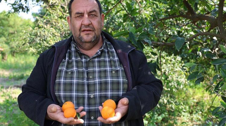 Adanada narenciye bahçede kaldı Kilosu 1 liradan satışa sunuluyor
