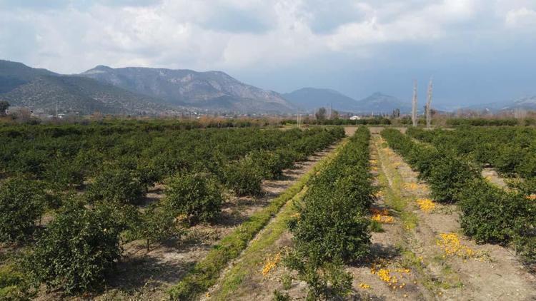 Adanada narenciye bahçede kaldı Kilosu 1 liradan satışa sunuluyor
