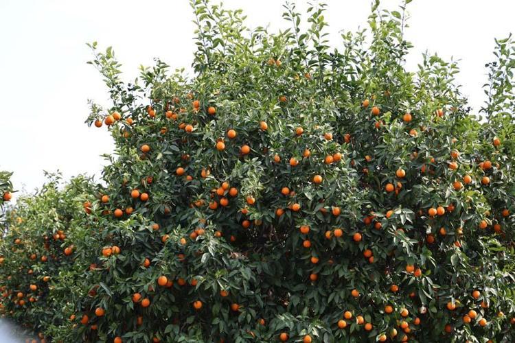 Adanada narenciye bahçede kaldı Kilosu 1 liradan satışa sunuluyor