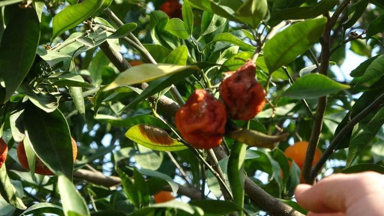 Adanada narenciye bahçede kaldı Kilosu 1 liradan satışa sunuluyor