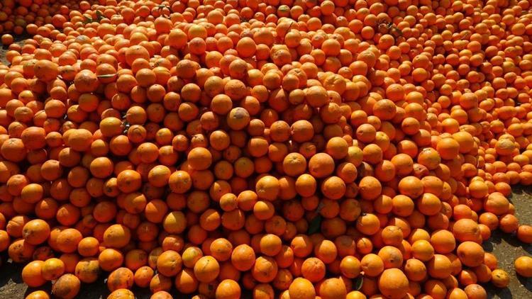 Adanada narenciye bahçede kaldı Kilosu 1 liradan satışa sunuluyor