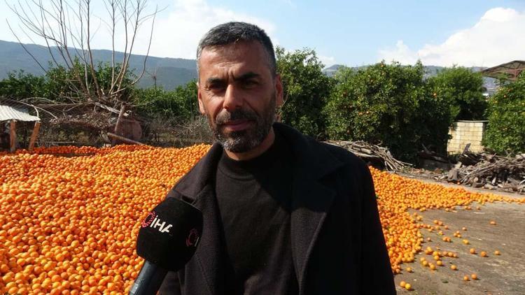 Adanada narenciye bahçede kaldı Kilosu 1 liradan satışa sunuluyor