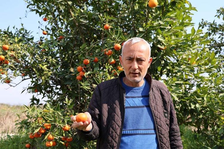 Adanada narenciye bahçede kaldı Kilosu 1 liradan satışa sunuluyor