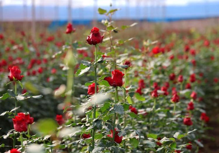 Adanada hasat ediliyor: Dönüm başı 60 bin lira kazandırıyor