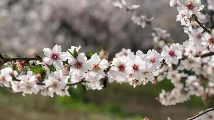Nevruz Bayramı kutlama mesajları 2024 || Baharın gelişini müjdeleyen kısa, anlamlı, resimli Nevruz bayramınız kutlu olsun mesajları ile 21 Mart Nevruz Bayramı sözleri