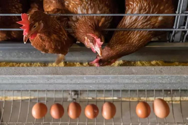 Yumurtaların üzerindeki kod ne anlama geliyor