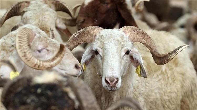 2024 Kurban bayramı ne zaman Bu yıl Kurban Bayramı hangi güne denk geliyor