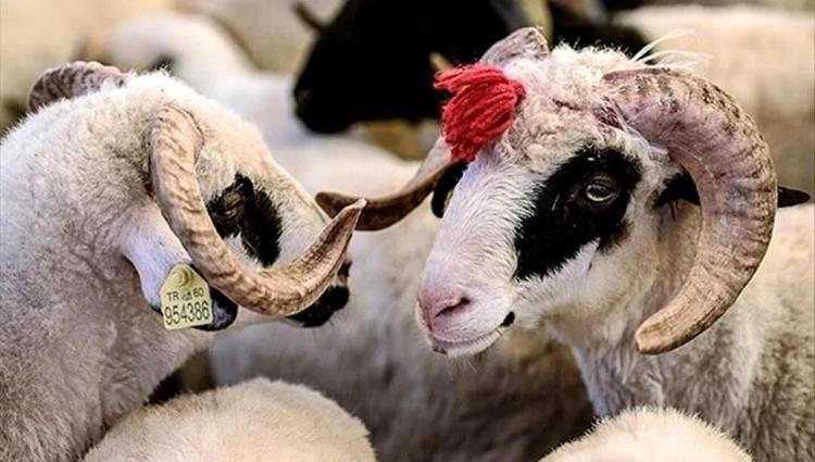 2024 Kurban bayramı ne zaman Bu yıl Kurban Bayramı hangi güne denk geliyor