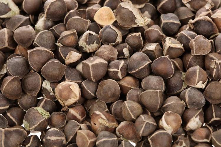 Kırışıklıklardan eser bırakmıyor, 1 kaşığı 10 yaş gençleştiriyor Anavatanı Himalayalar olan Moringa yağının faydaları saymakla bitmiyor