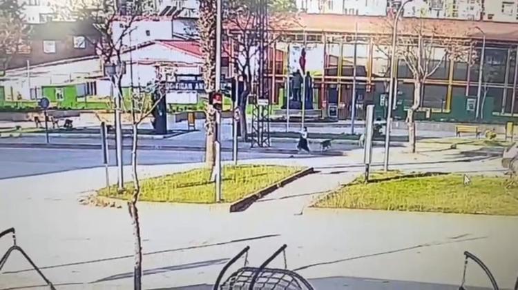 Sokak köpeklerinin kovaladığı gence otomobil çarptı