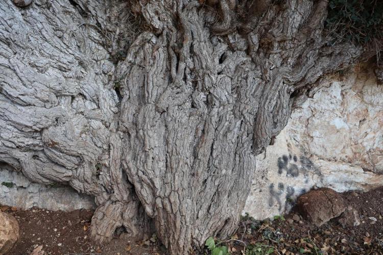 Adanada bulunan sarmaşık 4 bin yıldır zamanın izlerini taşıyor