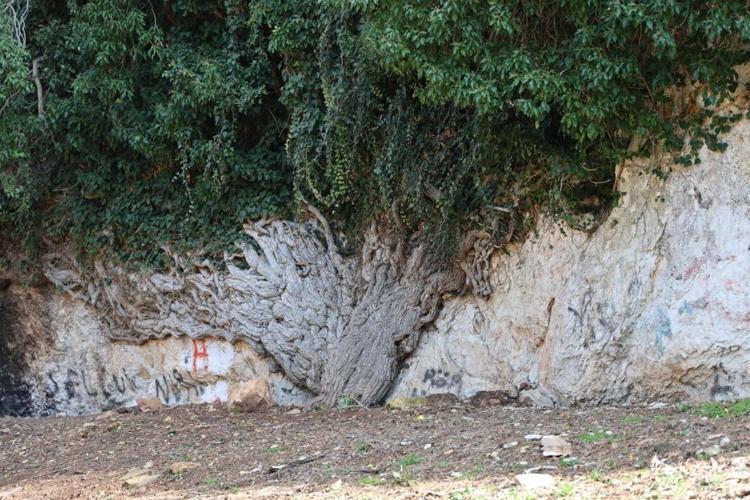 Adanada bulunan sarmaşık 4 bin yıldır zamanın izlerini taşıyor