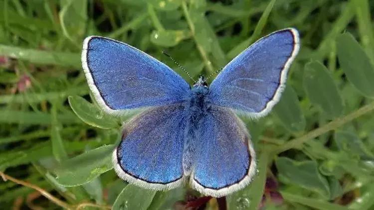 Büyüleyici güzellikteki mavi kelebekler sadece Adanada