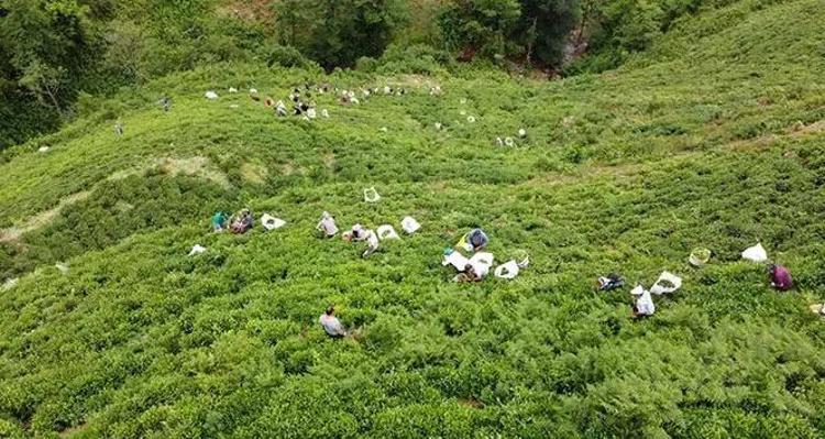 Çay İşletmeleri Genel Müdürlüğü 1072 personel alımı kurası ne zaman yapılacak, şartları belli oldu mu