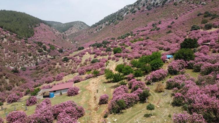 Adana dağlarını ölüm çiçeği bastı Kuran’da da ismi geçiyor