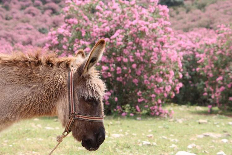 Adana dağlarını ölüm çiçeği bastı Kuran’da da ismi geçiyor