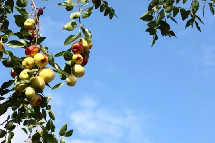 Adanada yetişiyor Kilo vermeden uykusuzluğa kadar her derde deva