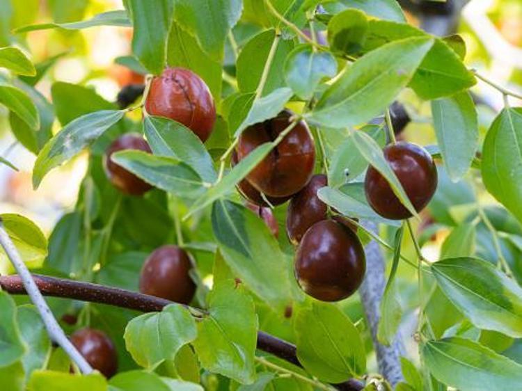 KANSERE KARŞI KORUYUCU ETKİ