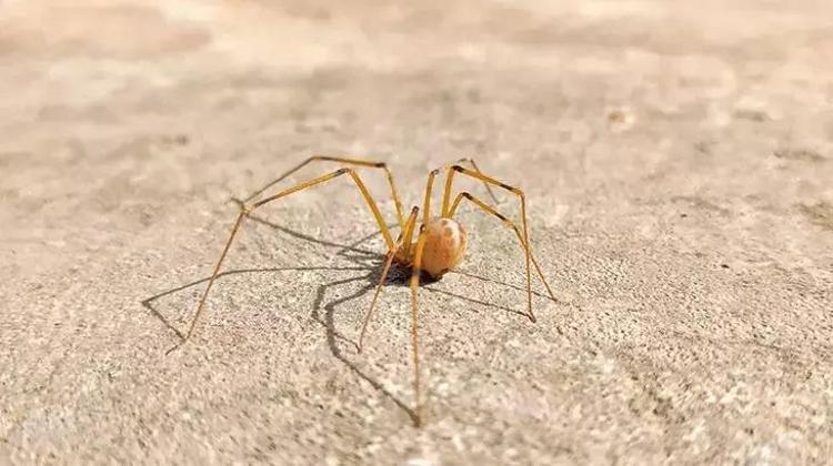 Örümcekler neden eve gelir Bu hatalar en büyük nedeni olabiliyor