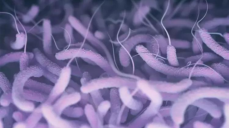 ‘E. COLİ BAKTERİSİ DE PLAJLARDA GÖRÜLEBİLİR’
