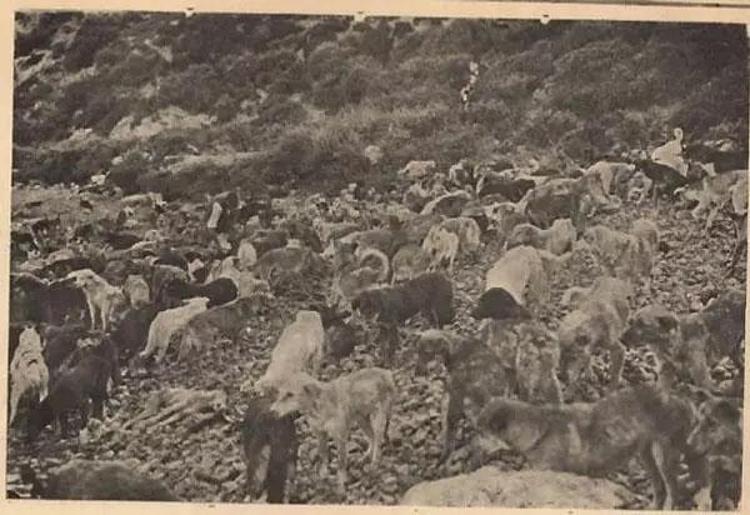 Hayırsızada sürgünü > Hayırsızada olayı nedir, Hayırsız Ada nerede, kimin Hayırsızada köpek katliamı Hayırsızada olayı nedir